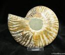 Inch Polished Madagascar Ammonite (Half) #875-1